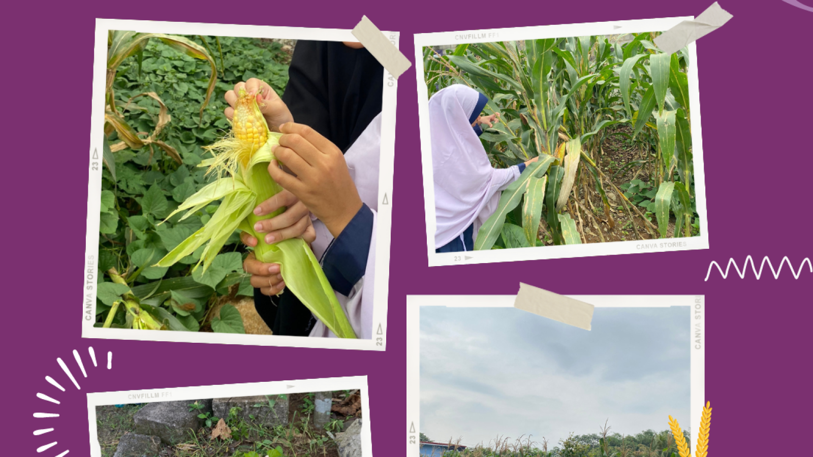 memanen jagung